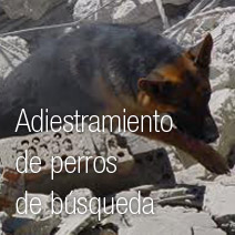 Adiestramiento de perros de búsqueda