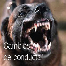 Adiestramiento de perros de búsqueda