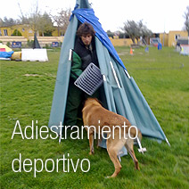 Adiestramiento deportivo