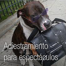 Adiestramiento para espectáculos